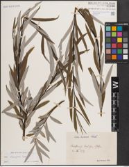 Foto von Salix eleagnos Scop.
